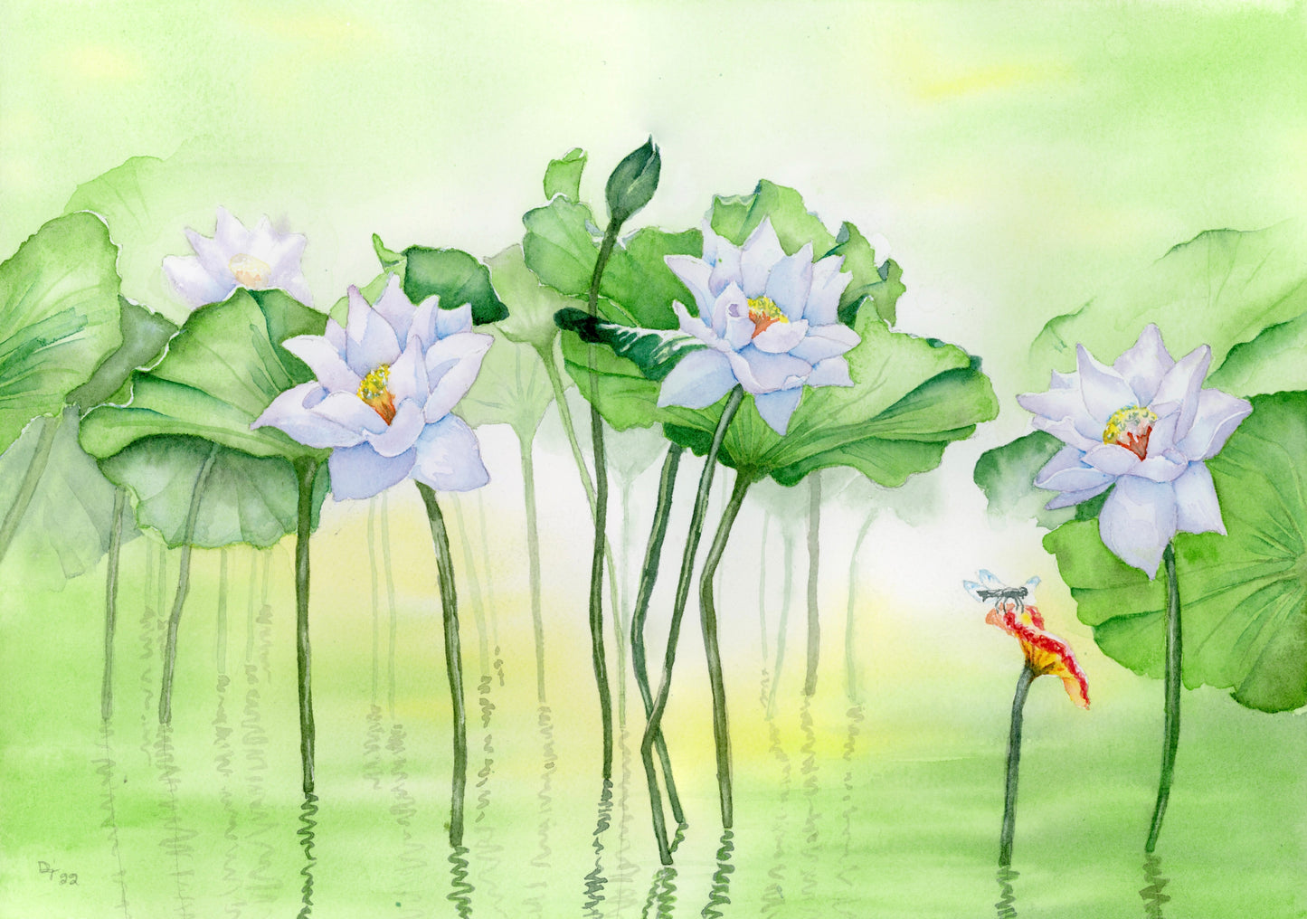 Water Lillies
